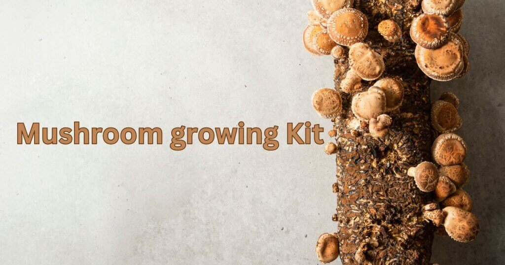 mushroom growing kit