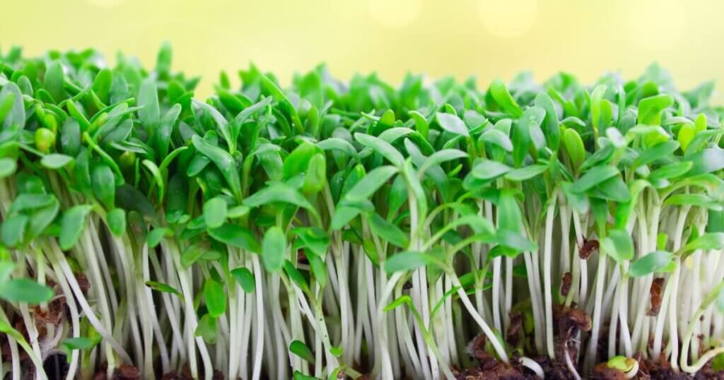 microgreens