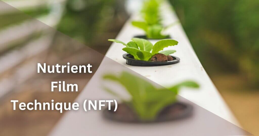 Nutrient Film Technique (NFT)