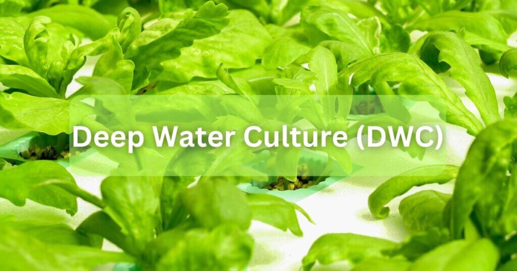 deep water culture