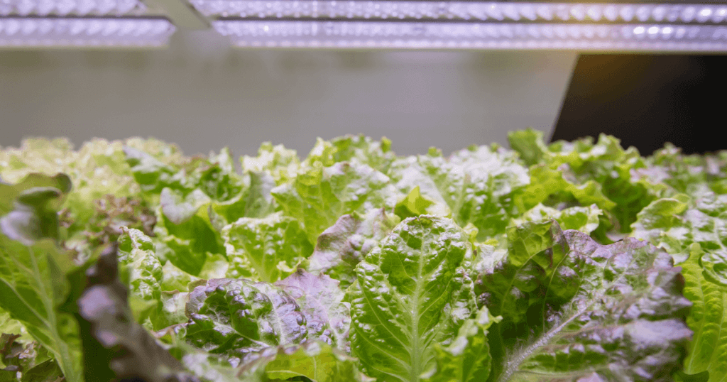 Indoor Farming LED Light