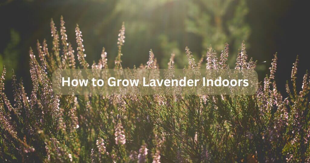 How to Grow Lavender Indoors