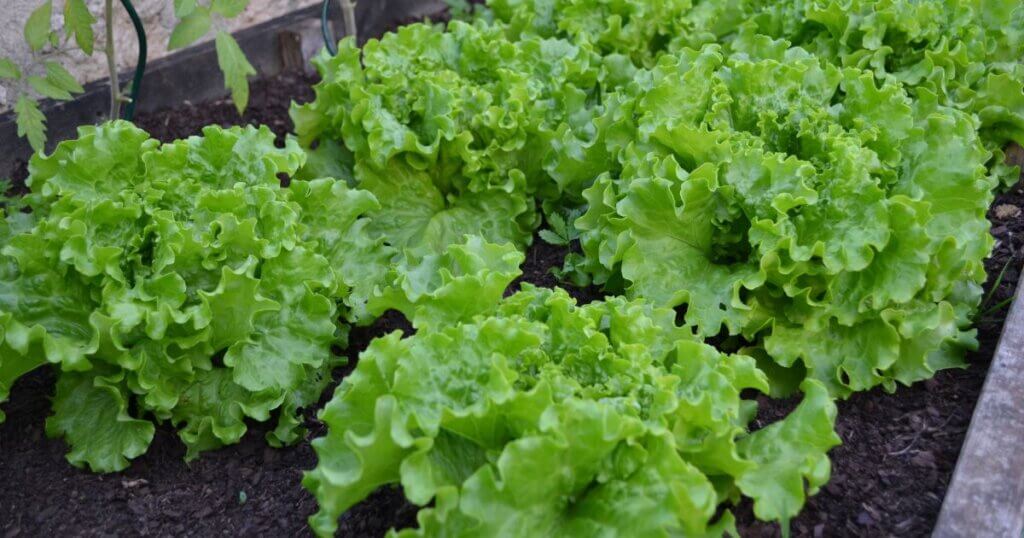 Growing Lettuce indoors