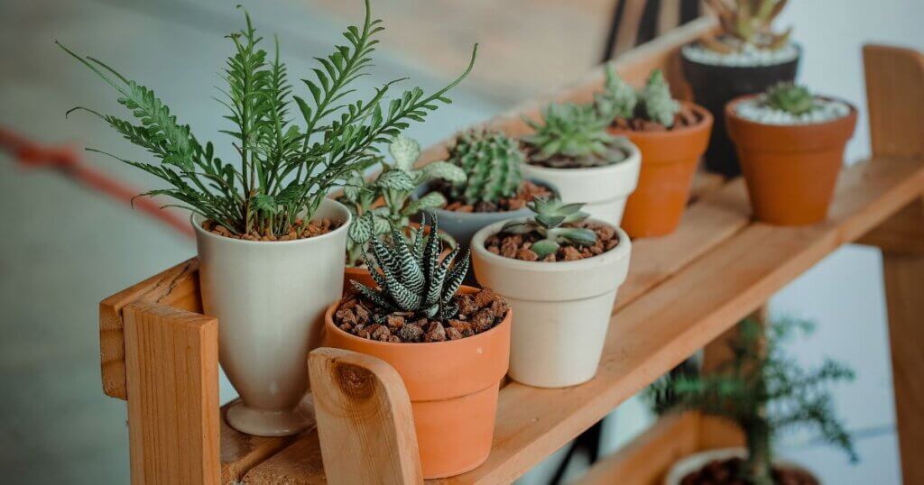 Indoor herb plants