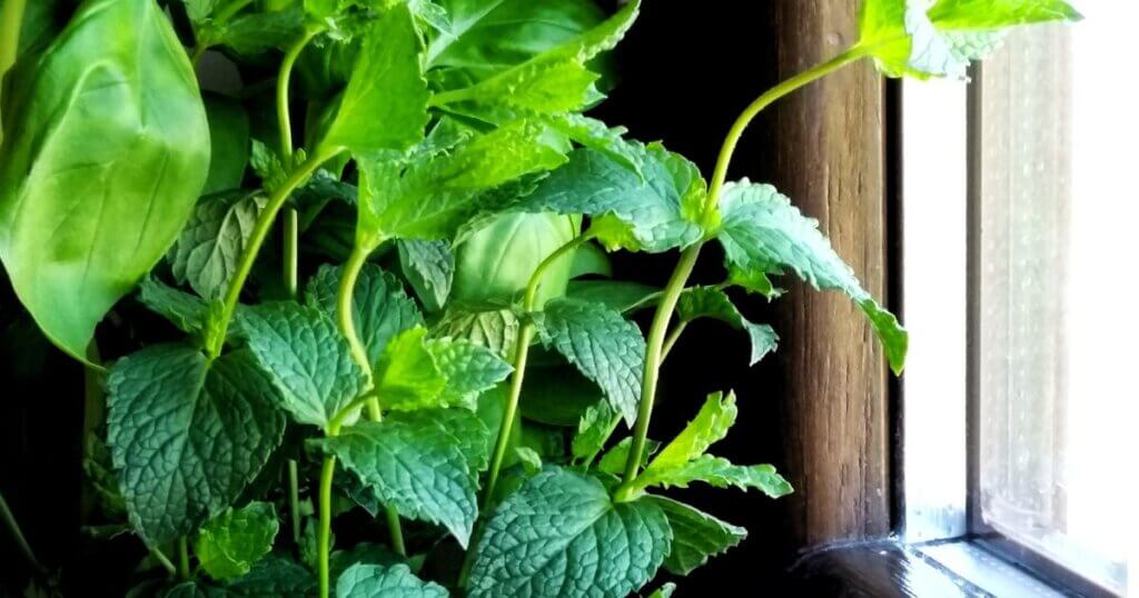 Growing mint indoors