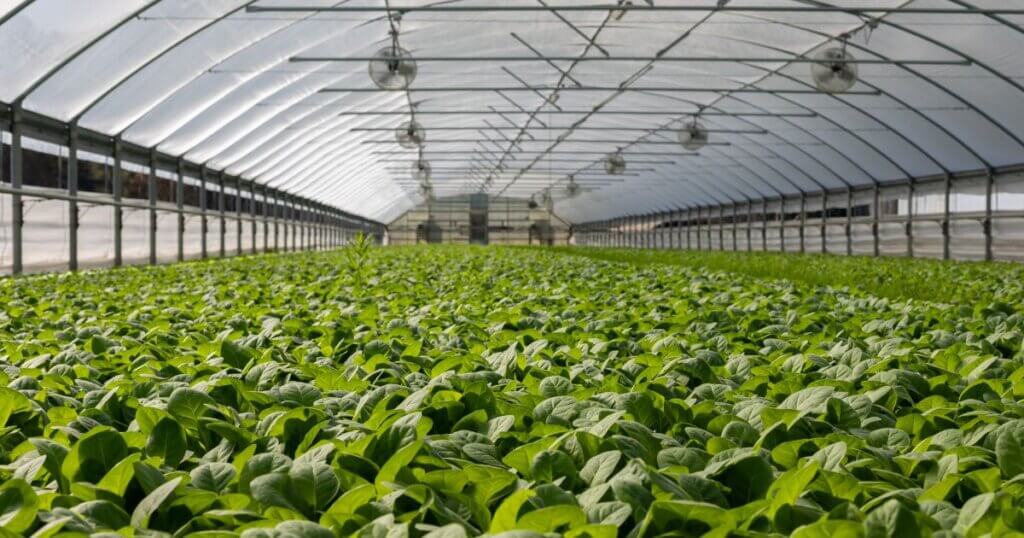 organic indoor farming