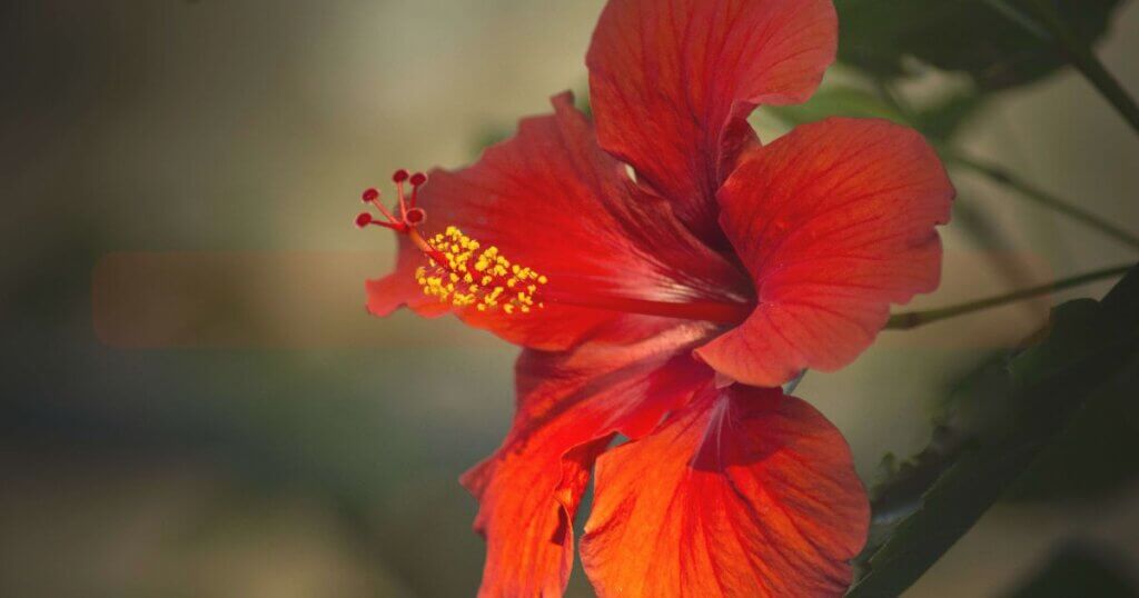 how to grow hibiscus indoors