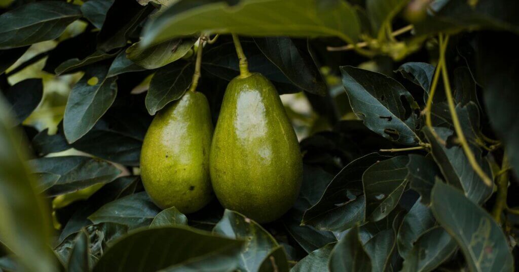 how to grow avocado indoors