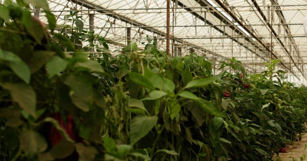 indoor farming for restaurants