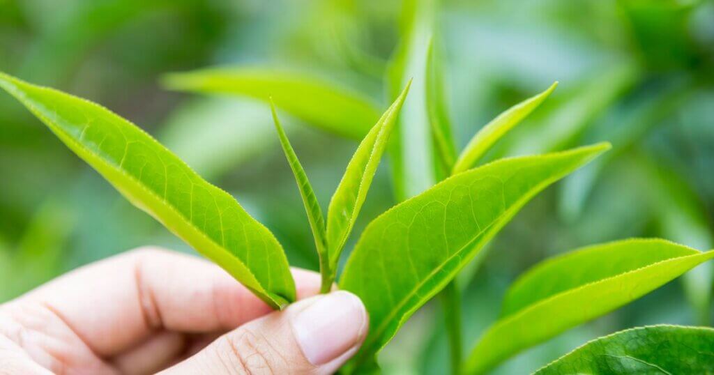 How to grow green tea indoors