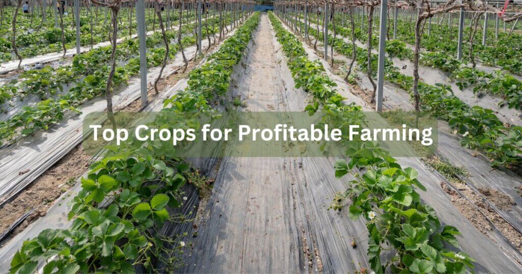 top crops for profitable farming