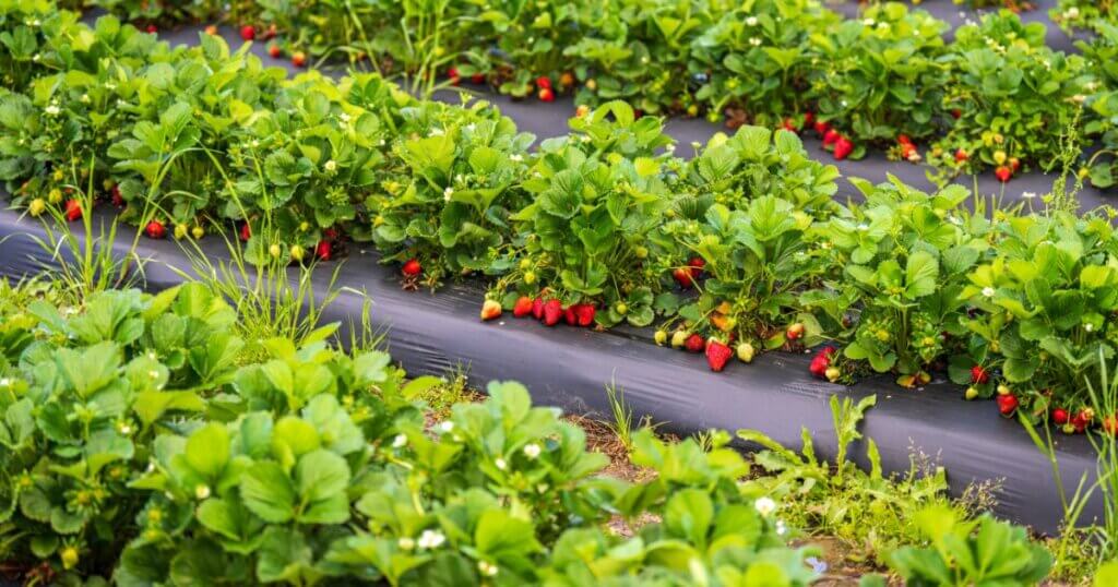 Urban farming