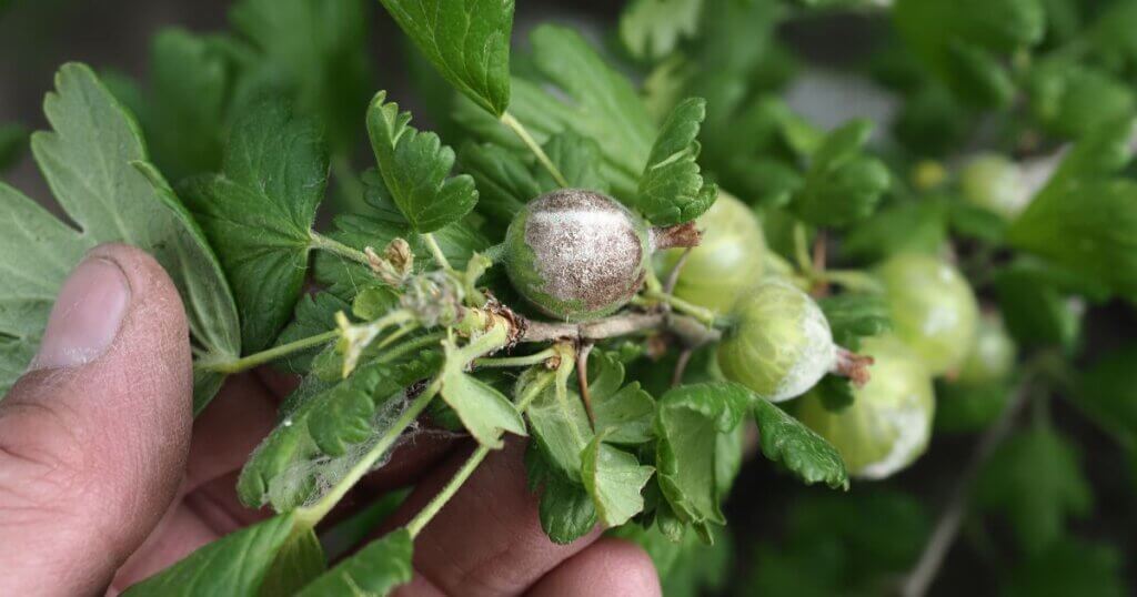 indoor crop diseases