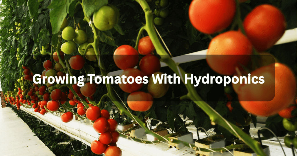 Growing Tomatoes with Hydroponics