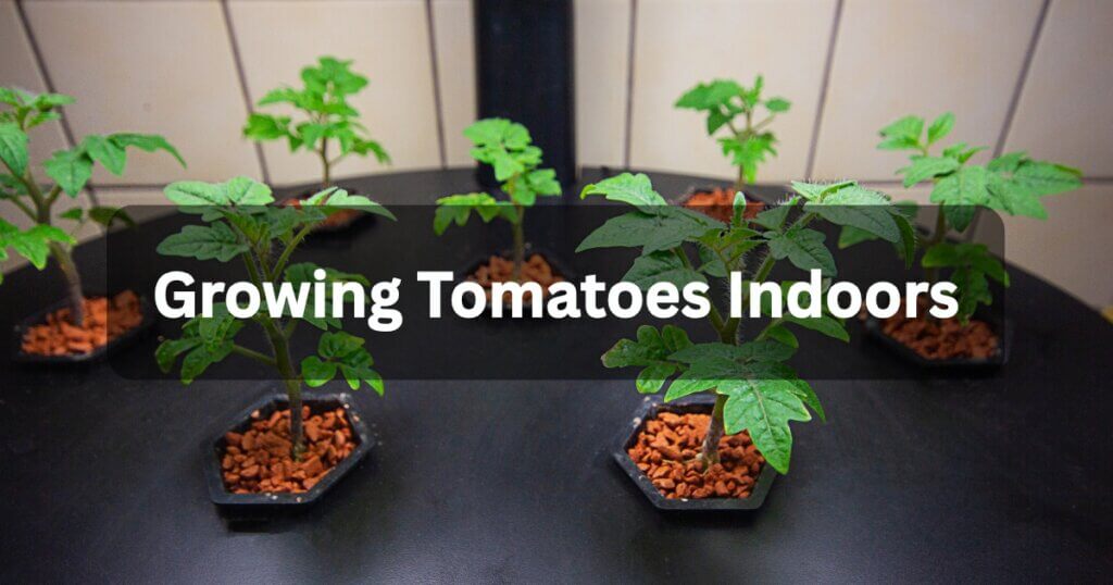 Growing tomatoes indoors