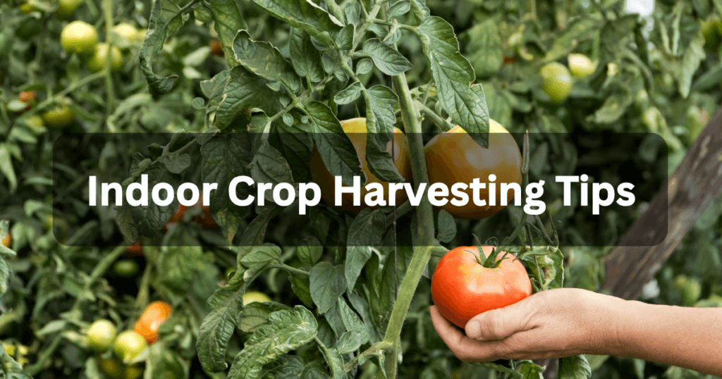 Indoor crop harvesting tips