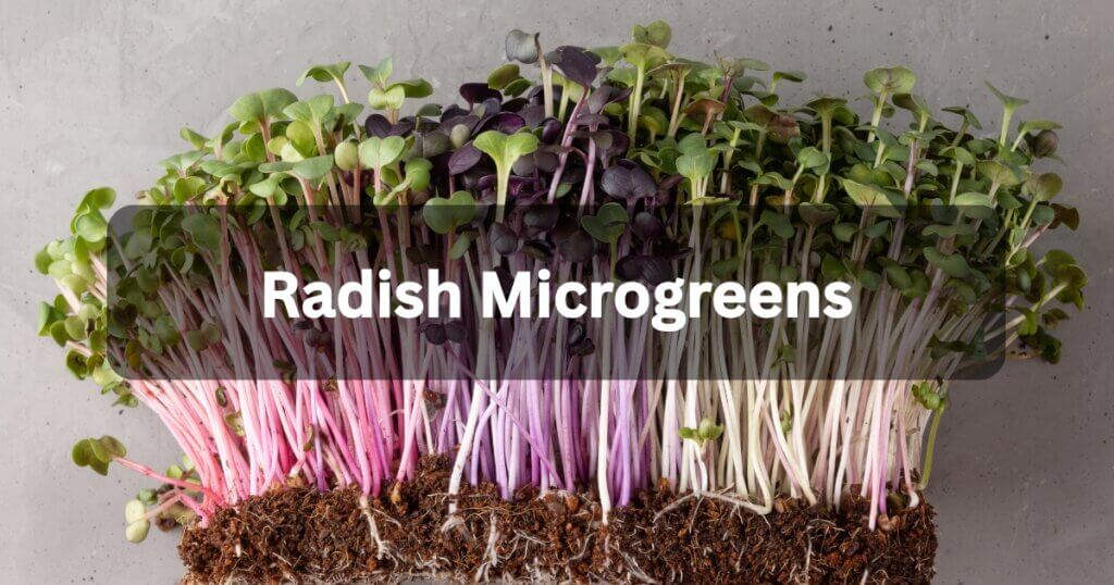 Radish microgreens