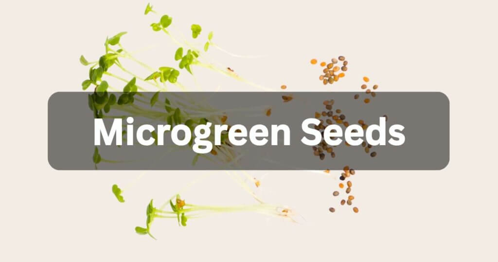 Microgreen seeds