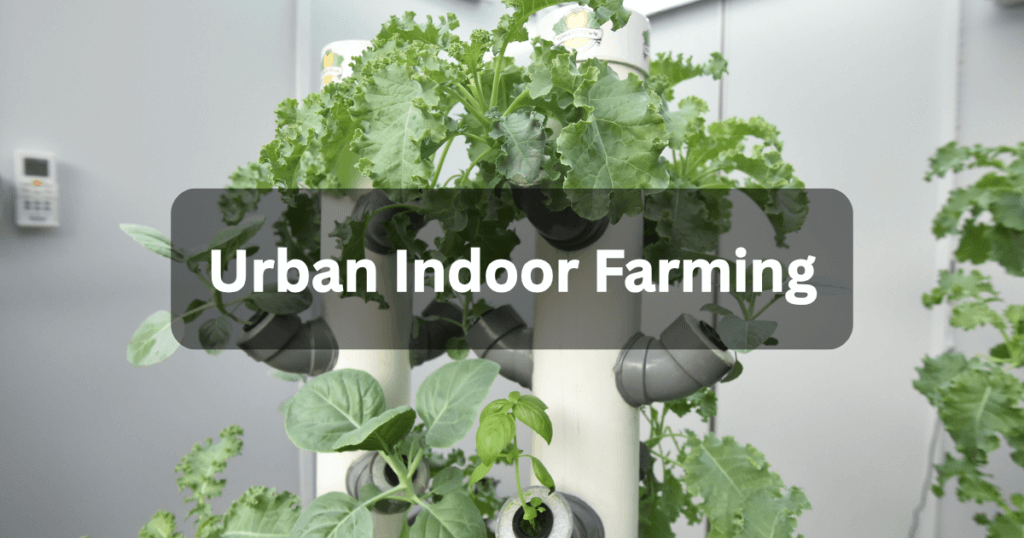 Urban Indoor Farming