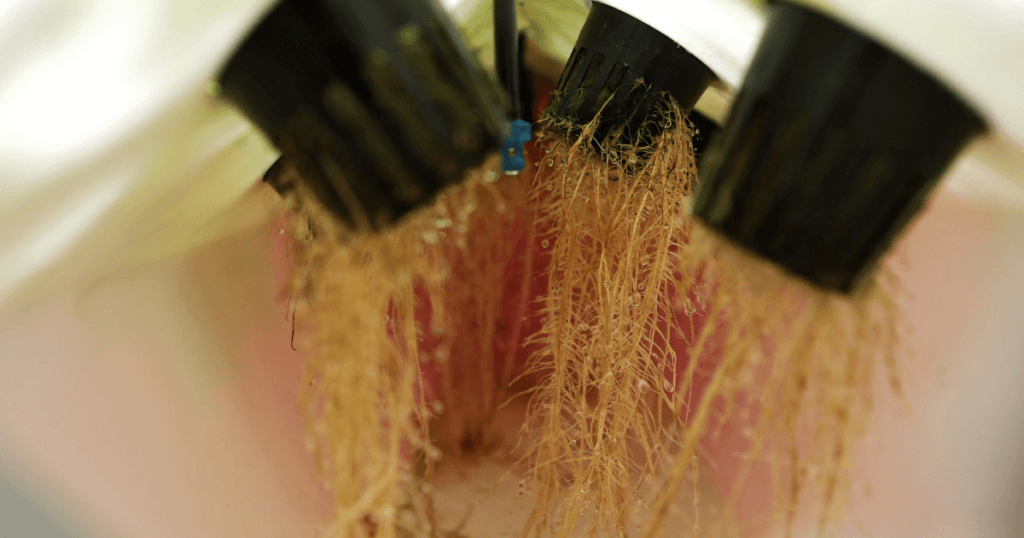 Aeroponics