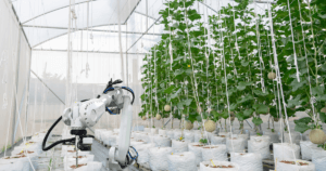 robotic harvesting