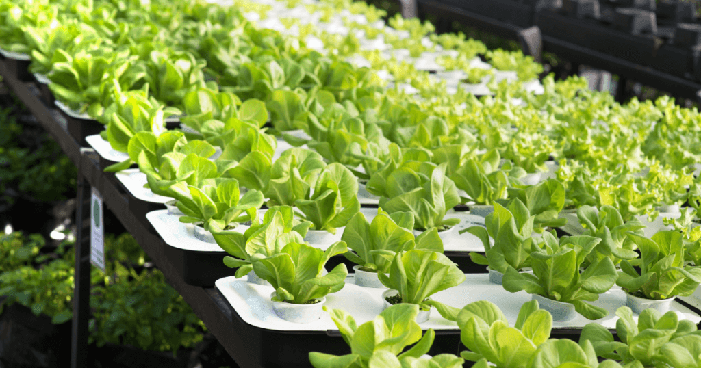 Embrace eco friendly indoor farming