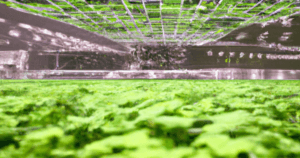 benefits of indoor farming