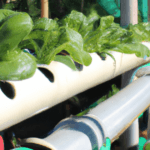 hydroponic farming