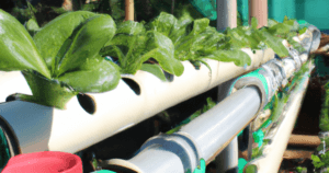 hydroponic farming