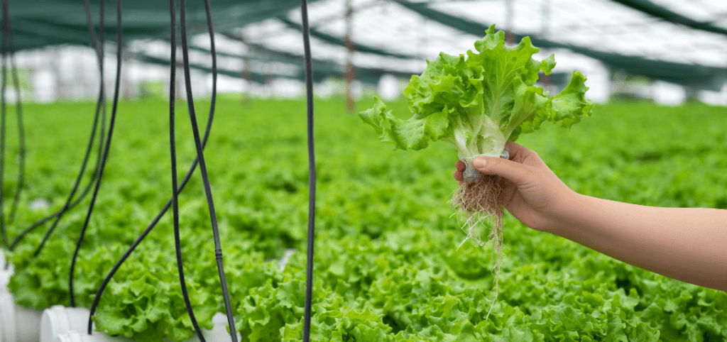 Hydroponics harvesting techniques lettuce