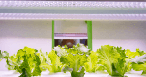 Indoor Farming LED Lights