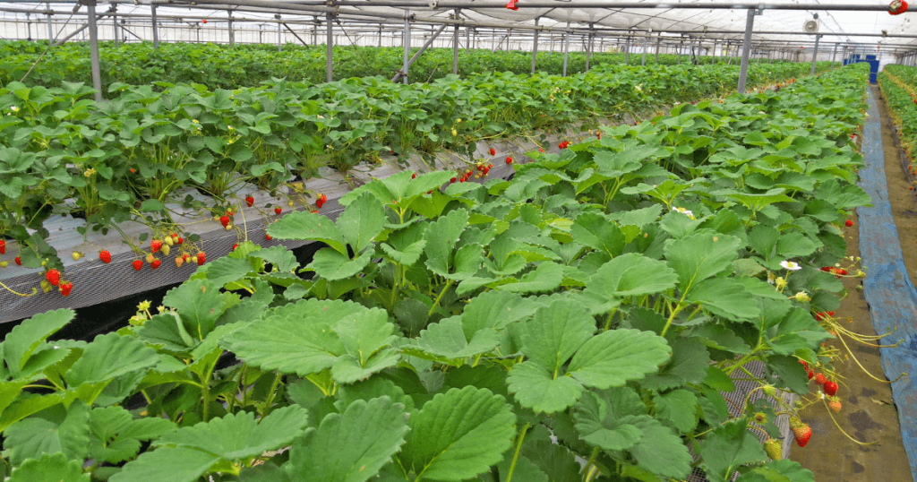 indoor farming best practices strawberries