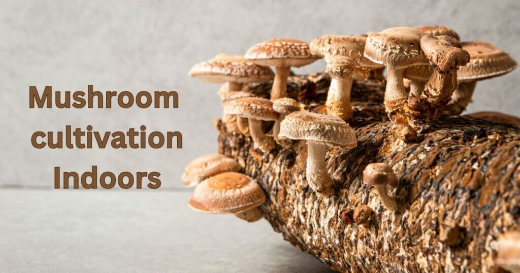 mushroom cultivation