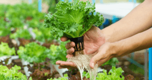 Hydroponic Harvesting Techniques