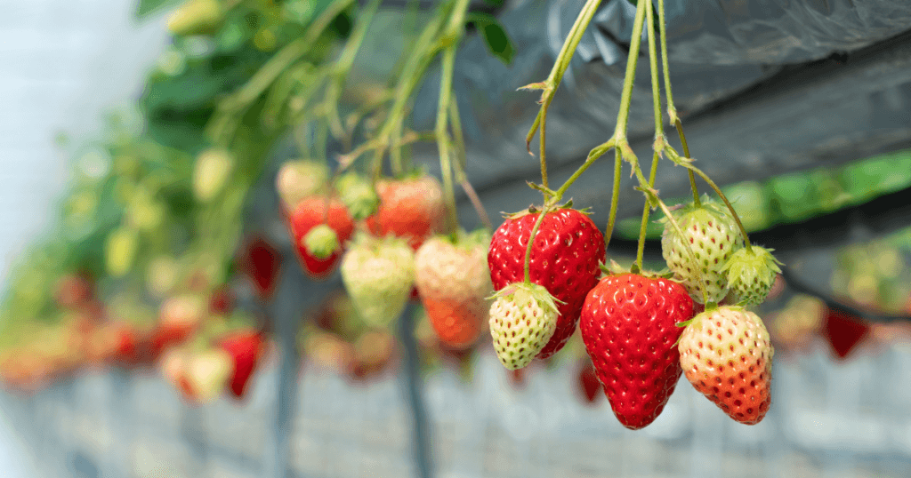 strawberries grown indoors