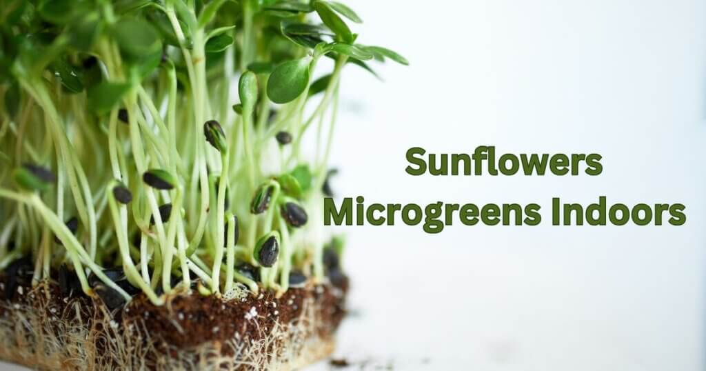 growing sunflower microgreens indoors