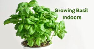 growing basil indoors