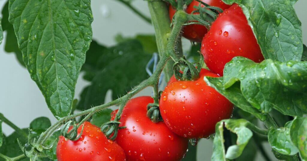 Deep water culture tomatoes