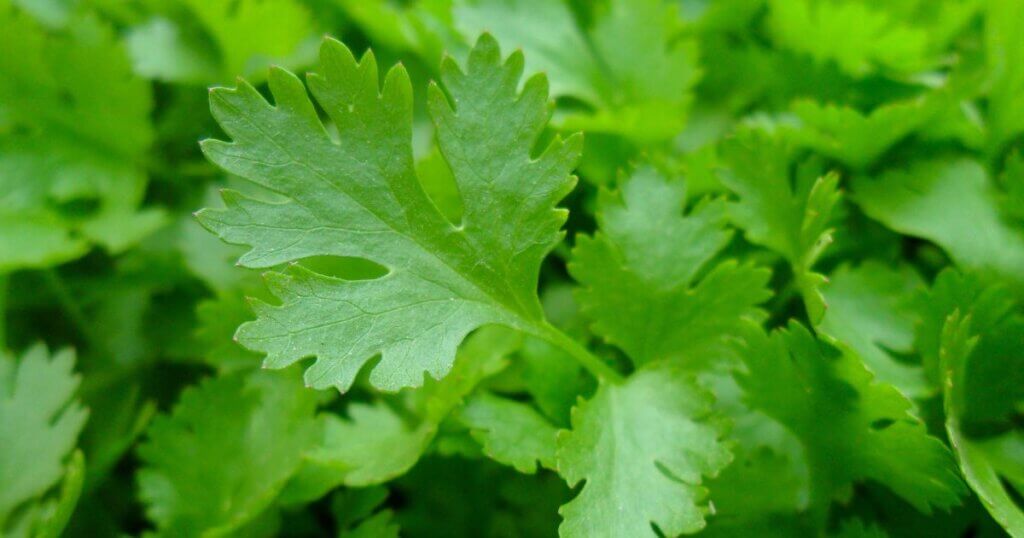 Growing Parsley indoors