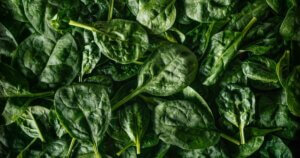 Growing Spinach Indoors