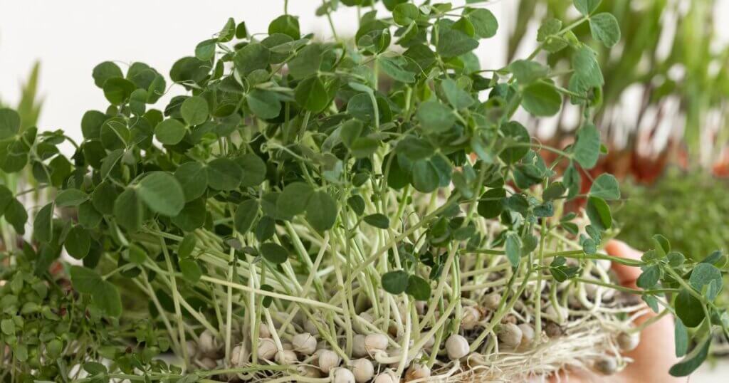 Growing pea shoots indoors