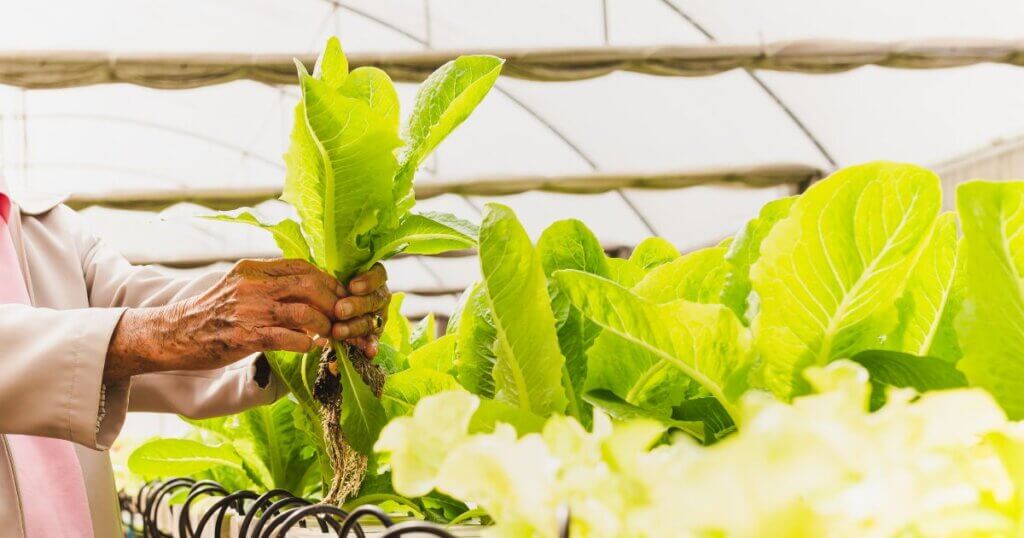 Benefits of hydroponic farming