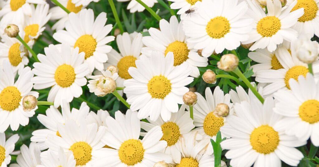 How to grow chamomile indoors