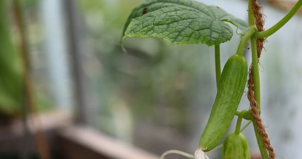 Growing cucumber indoors