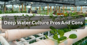 deep water culture pros and cons