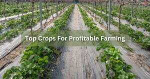 top crops for profitable farming