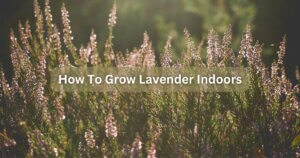how to grow lavender indoors