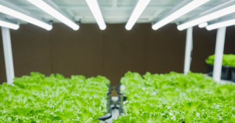 choosing the best grow lights