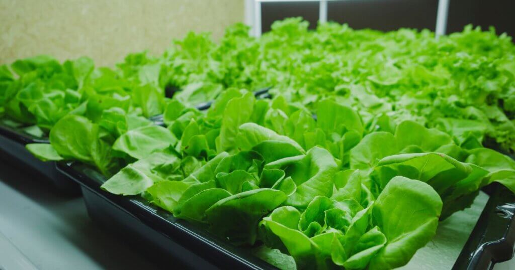 indoor farming kits