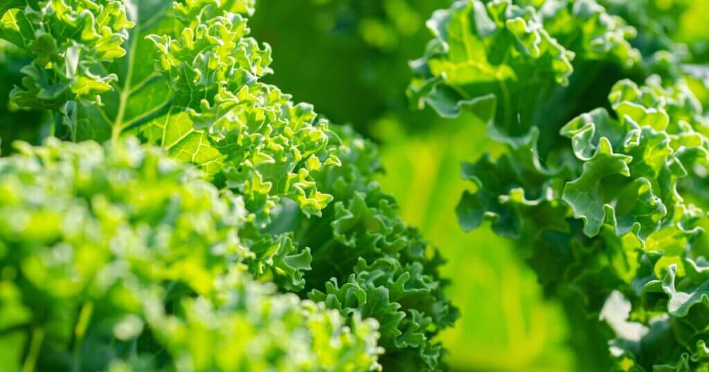 how to grow kale indoors